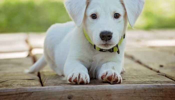 Puppy